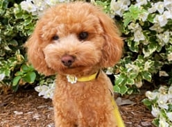 Win a DOGUE Gelato Flower Collar and Lead