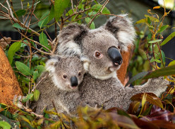Win the Ultimate Taronga Zoo Sydney Experience