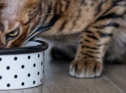 Win 1 of 10 Cat Food Prize Packs