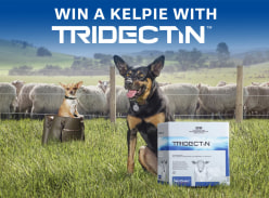 Win 1 of 4 $5K to Purchase a Kelpie