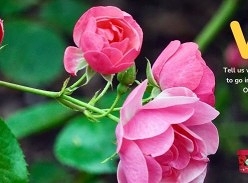 Win 1 of 5 Premium Scotts Osmocote Rose Care Packs