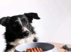 Win 1 of 5 Raw Kangaroo Pet Food Packs