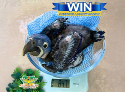 Win 5 Nights in a 2-Storey Macaw Mansion