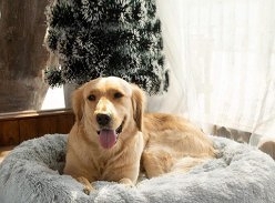 Win a Calming Dog Bed