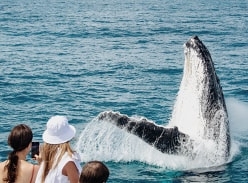 Win a Family Pass to go on a Whale Watching adventure
