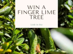 Win a Finger Lime Tree