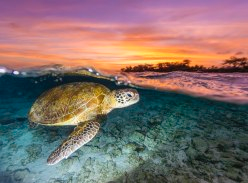 Win a Mon Repos Turtle Encounter Experience for 4