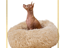Win a Pet Bed, Dog Harness, Leash and a Custom Pet Portrait Bundle