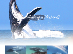 Win a Whale Watching family experience