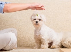 Win an Animal Reiki Session with Holistic Coach Liz Clifton