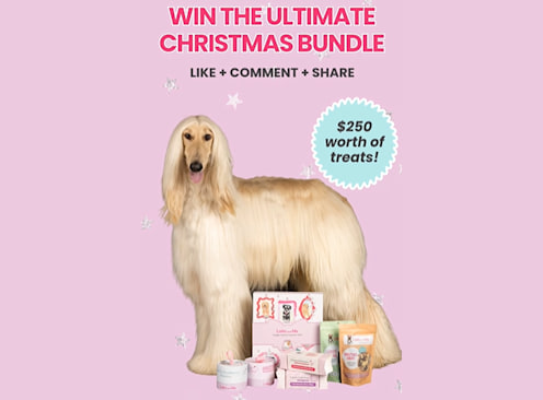 Win a Doggie Advent Calendar - Laila and Me
