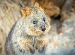 Win a Family Pass to Sydney Zoo & 4 Animal Encounter Vouchers - Sydney Zoo