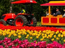 Win a Family Pass to Tessellaar Tulip Festival - Melbourne with Kidz