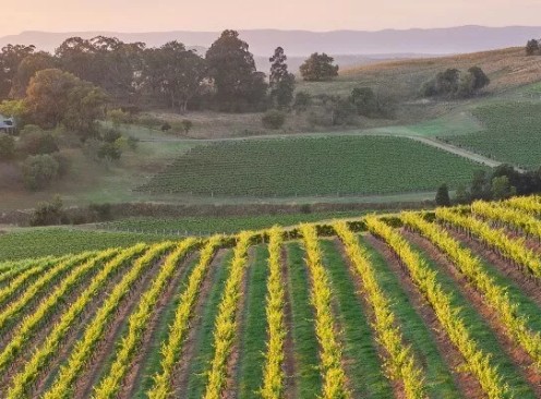 Wine Country