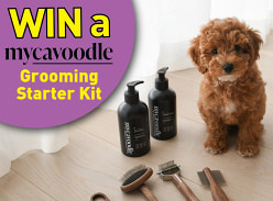 Win a Mycavoodle Grooming Starter Kit