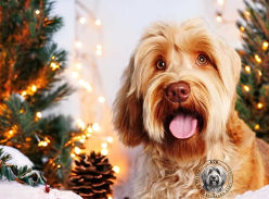 Win Pet Gear