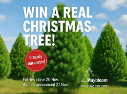 Win a Real Maybloom Christmas Tree