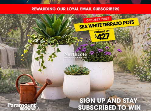 Win a Set of White Terrazo Pots - Paramount Browns