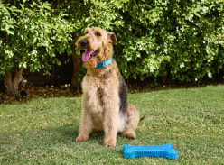 Win $250 to spend on PAW - PAW