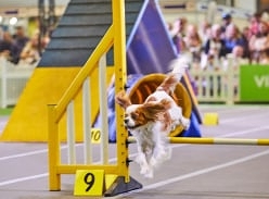 Win Tickets to the Dog Lovers & Cat Lovers Festivals