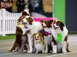 Win Tickets to the Dog Lovers Festival Sydney