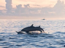 Win Tickets to a Whale Watching Cruise on the Gold Coast - Action for Dolphins
