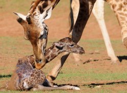 Win a Trip to Montaro Safari Resort, SA